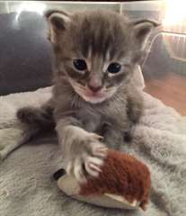 chaton Maine Coon &#226;g&#233; de 3 mois