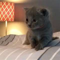 chaton Chartreux âgé de 3 mois pour Noel