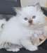 chaton sacré de Birmanie âgés de 3 mois pour noël - Annonce classée # 524342