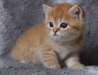 chaton British Shorthair pour noël - Annonce classée # 524343