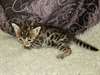 chaton Bengal pour Noel - photo 1