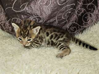 chaton Bengal pour Noel