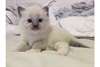 chaton Ragdoll &#226;g&#233;s de 3 mois pour Noel - photo 1
