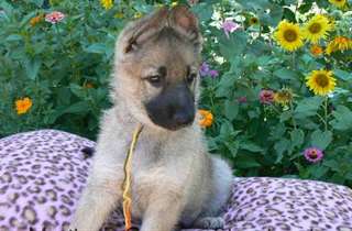 Chiots Berger Alleman