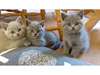 Beaux chatons britanniques - photo 1