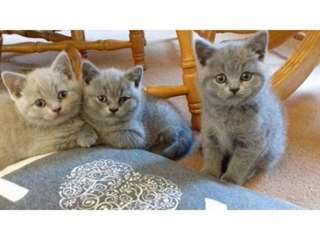 Beaux chatons britanniques