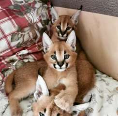 Chatons Caracal