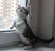 Chatons Munchkin - photo 1