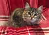 chaton Siberien pour la fête - Annonce classée # 525084