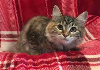 chaton Siberien pour la f&#234;te