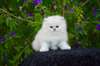 chaton Persan Chinchilla pour la fête - Annonce classée # 525085