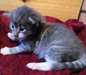 chaton Norvégien pour fête - Annonce classée # 525086