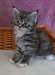 chaton Maine Coon pour la fête - Annonce classée # 525087