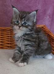 chaton Maine Coon pour la f&#234;te