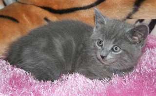 chaton Chartreux pour la f&#234;te