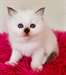 chaton sacré de Birmanie pour la Fête - Annonce classée # 525089