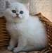 chaton British Shorthair pour la fête - Annonce classée # 525090