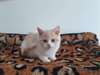 chaton Scottish fold pour la fête - Annonce classée # 525091
