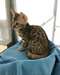 chaton Bengal pour la fête - Annonce classée # 525092