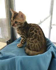chaton Bengal pour la f&#234;te
