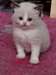 magnifiques chaton Ragdoll pour la fête - Annonce classée # 525093