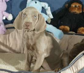Chiots Weramaner
