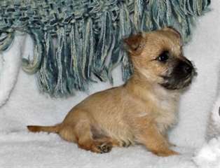 Chiots Cairn Terrier