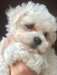 Chiots bolognais - photo 1