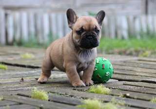 DONNE Chiots bouledogue francais
