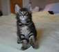 Chatons maine coon male et femelle - Annonce classée # 526124