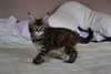Chatons maine coon male et femelle - photo 2