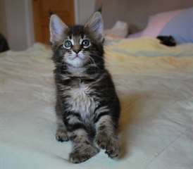 Chatons maine coon male et femelle