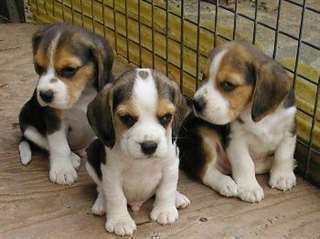 chiots beagle  vendre