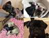 chiots pug carlin avendre - photo 1