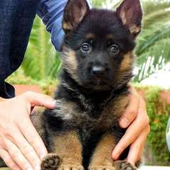 Chiots Berger Alleman