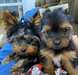 Chiots Yorkshire Terrier - photo 1