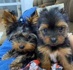 Chiots Yorkshire Terrier