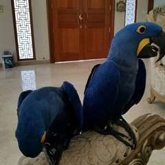 beaux perroquets Hyacinth Macaw qui parlent