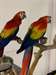 perroquets aras &#233;carlates - photo 1
