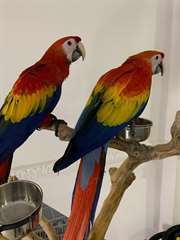 perroquets aras &#233;carlates