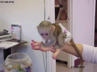 Beau singe capucin pour adoption