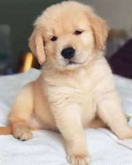 Chiots Golden Retriever