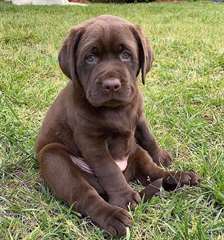 Chiots labrador retriever