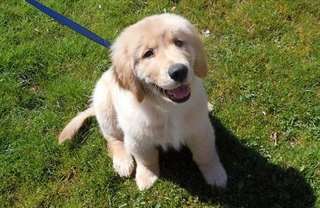 Chiot Mâle golden retriever  A DONNER