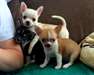 Magnifiques chiots chihuahua A DONNER - photo 1