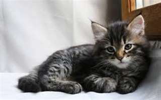 magnifiques chaton Sib&#233;rien &#226;g&#233; de 3 mois