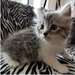 chaton Siberien - photo 1