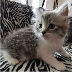chaton Siberien