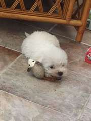 Chiots West Highland White Terrier