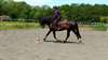 Pure Race Espagnole très gentil à donner - photo 1